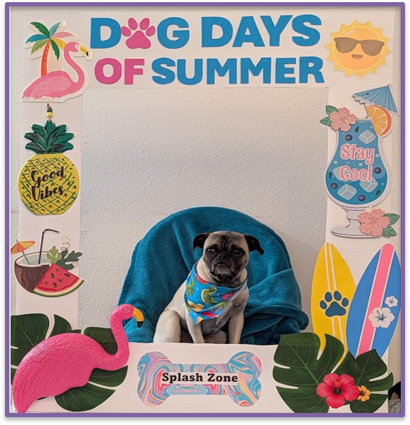 Pug wearing a tropical bandana inside the Dog Days of Summer Splash Zone Pawtrait Booth with flamingo, pineapple, surfboard, and Stay Cool drink props